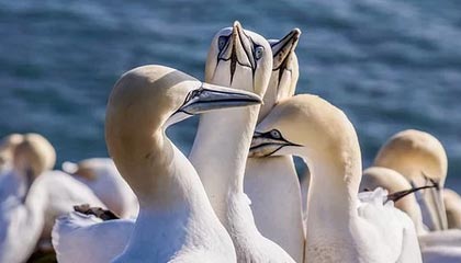 LGD先打道崽公孙离掉点，中路压塔集火清清狂铁打出零换二