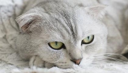 LGD先打道崽公孙离掉点，中路压塔集火清清狂铁打出零换二